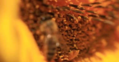 Mavi gökyüzünün arka planında olgun buğday tarlası. Tarımsal alanda insansız hava aracı uçurmak. Muhteşem yaz kırsal manzarası.