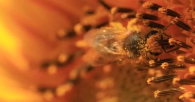 Mavi gökyüzünün arka planında olgun buğday tarlası. Tarımsal alanda insansız hava aracı uçurmak. Muhteşem yaz kırsal manzarası.