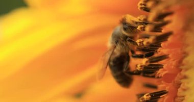 Mavi gökyüzünün arka planında olgun buğday tarlası. Tarımsal alanda insansız hava aracı uçurmak. Muhteşem yaz kırsal manzarası.