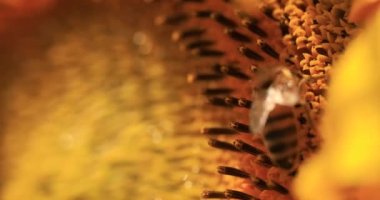 Mavi gökyüzünün arka planında olgun buğday tarlası. Tarımsal alanda insansız hava aracı uçurmak. Muhteşem yaz kırsal manzarası.