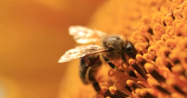 Honey Bee Collects Nectar Pollen Sunflower Flower — Vídeo de Stock