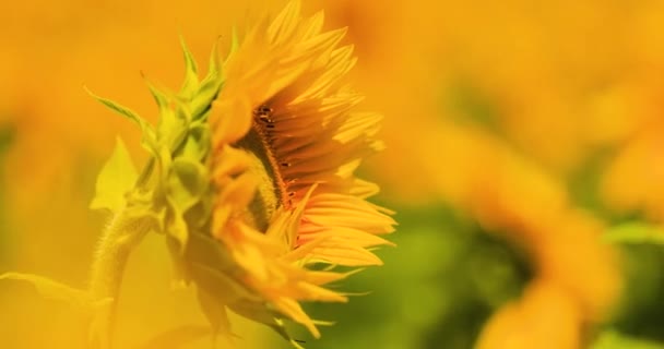 Honey Bee Collects Nectar Pollen Sunflower Flower — Vídeos de Stock