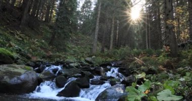 Sonbahar kozalaklı ormanındaki dağ nehri. Küçük çağlayan şelaleler ve taş bloklar. Harika bir dağ manzarası.