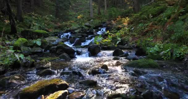 Horská Řeka Podzimním Jehličnatém Lese Malé Kaskádové Vodopády Kamenné Bloky — Stock video