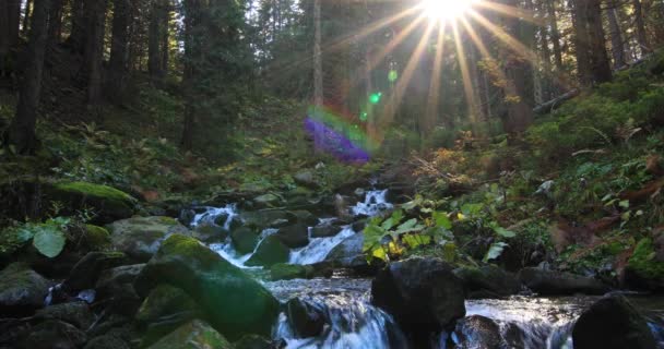 秋の針葉樹林の山の川 小さなカスケード滝や石のブロック 素晴らしい山の風景 — ストック動画