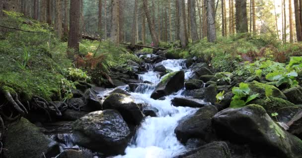 가을의 침엽수림에 강입니다 폭포와 블록을 관통하는 — 비디오