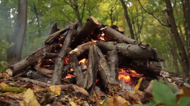Buggy Camping Rust Uit Het Bos Een Prachtig Boslandschap — Stockvideo