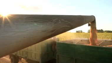 Kobain tarladaki ekinleri topladı ve tahılları bir kamyona yüklüyor. Yakın plan..