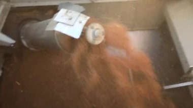 Kobain tarladaki ekinleri topladı ve tahılları bir kamyona yüklüyor. Yakın plan..