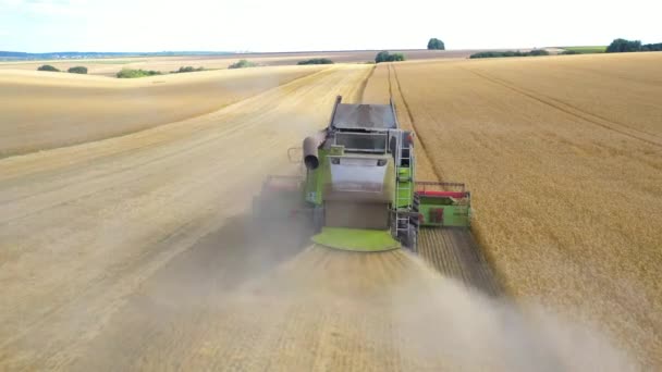 コンバイン ハーベスターは小麦畑で収穫しています ドローンからの眺め — ストック動画