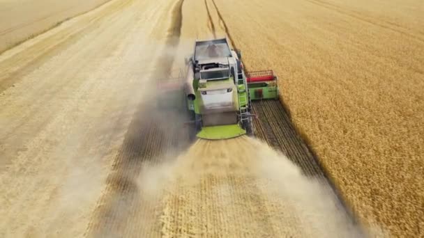 Комбайн Собирает Урожай Пшеничном Поле Вид Беспилотника — стоковое видео