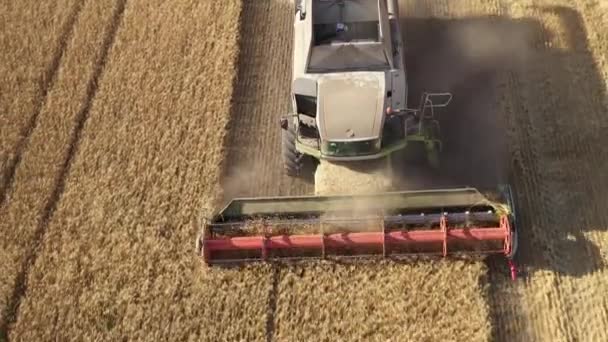 Комбайн Збирає Врожай Пшеничному Полі Вид Дрона — стокове відео