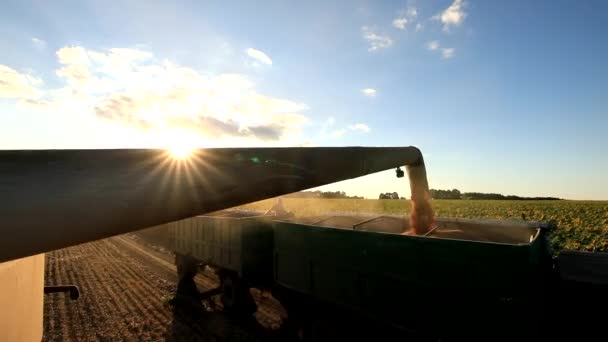 コバーンは畑で作物を収穫し 穀物をトラックに積み込んでいる — ストック動画