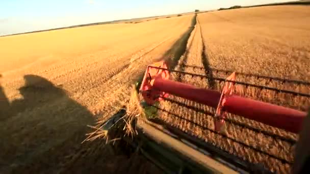 Processen Med Høst Kornafgrøder Top Visning Mejetærsker Der Indsamler Produkter – Stock-video