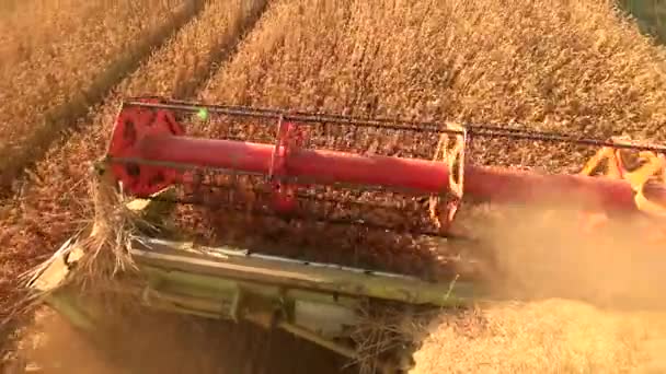 Process Harvesting Grain Crops Top View Combine Harvester Collects Products — Stock Video
