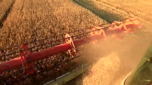 곡식을 수확하는 밭에서 물건을 거두어들이는 결합하여 수확하는 농부의 — 비디오