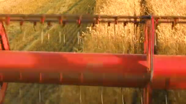 穀物を収穫するプロセス 現場で製品を収集するコンバイン ハーベスターのトップビュー — ストック動画