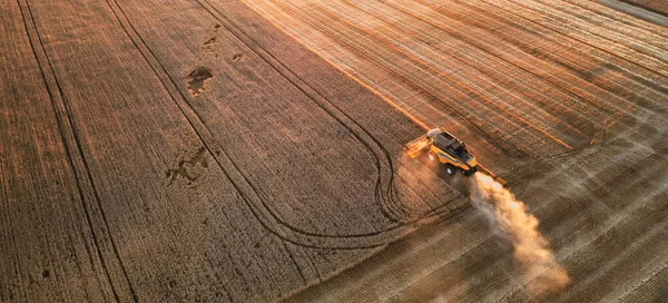 Ukrainian grain harvest. A combine harvester in the field collects wheat or barley. Aerial view of an agricultural field. Wonderful summer rural landscape.