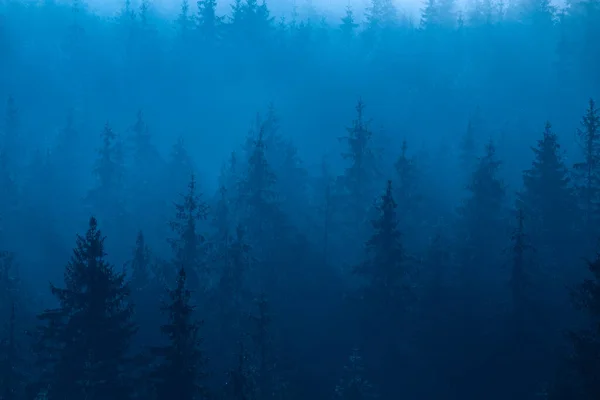 Mountain forest in the fog, late at night or early in the morning. Abstract natural background. A wonderful summer landscape. The rays of the sun or the moon shine through the fog.