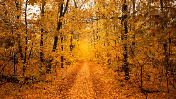 Uma Estrada Terra Uma Floresta Outono Folhosa Amarela Uma Paisagem — Fotografia de Stock