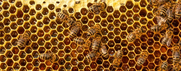 ミツバチはスイカズラを研究しています 蜜や蜜の埋蔵量を生み出します 封印された蜂蜜のフレーム 要旨自然背景又はテクスチャ — ストック写真