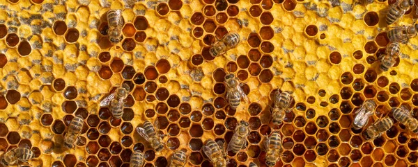 벌들은 벌집에서 일합니다 화밀을 놓는다 뚫었어 자연적 배경이나 감촉을 드러낸다 — 스톡 사진