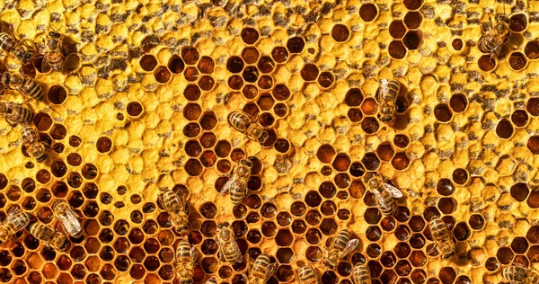 Pszczoły Pracują Plastrach Miodu Tworzą Rezerwy Miodu Nektaru Zamknięta Miodowa — Zdjęcie stockowe