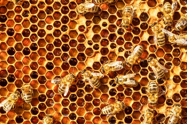 Bijen Werken Aan Honingraten Creëren Reserves Van Honing Nectar Afgesloten — Stockfoto
