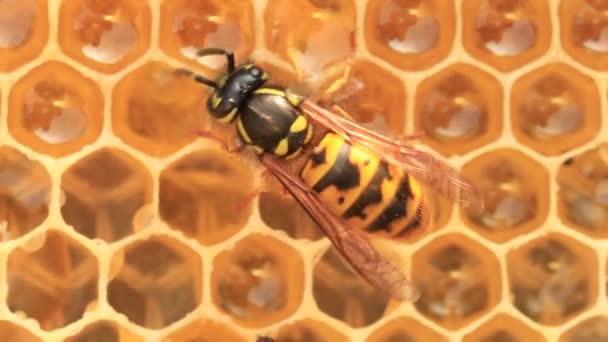 Wasp Hornet Eats Honey Beehive Natural Enemy Honey Bees — Stock Video