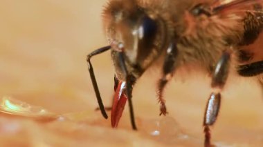 A honey bee stores honey on the honeycombs in the hive. Close-up, selective focus.