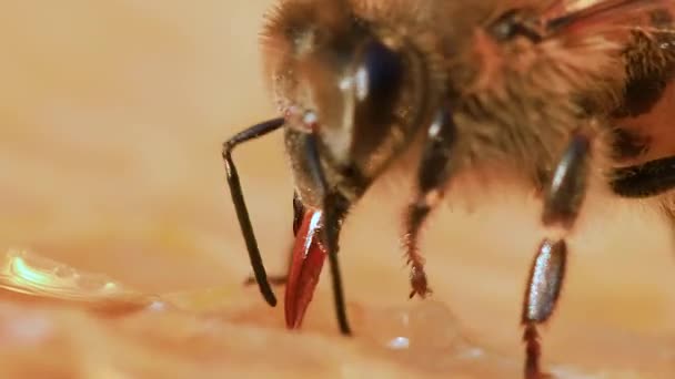 Honey Bee Stores Honey Honeycombs Hive Close Selective Focus — Video Stock