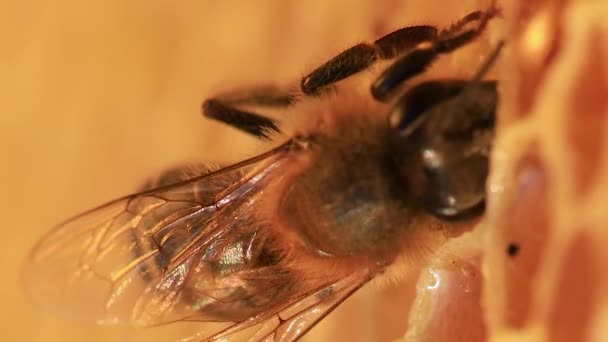 ミツバチは巣の中のハニカムに蜂蜜を保存します クローズアップ 選択的焦点 — ストック動画