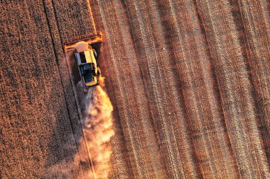 Bir biçerdöver tarlada buğday hasat eder. Bir İHA görüntüsü.