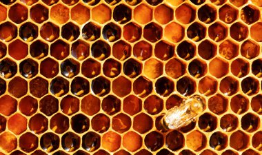 Arılar bal petekleri üzerinde çalışır, bal mühürler. Soyut doğal arkaplan.