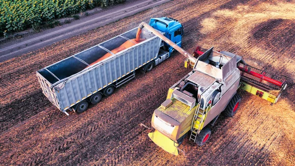Combine Delivers Threshed Grain Truck Harvest Season Agricultural Fields Harvest — Fotografia de Stock