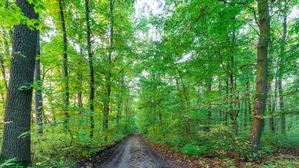 Vuile Weg Zomer Groen Bos Een Prachtige Natuurlijke Achtergrond — Stockfoto