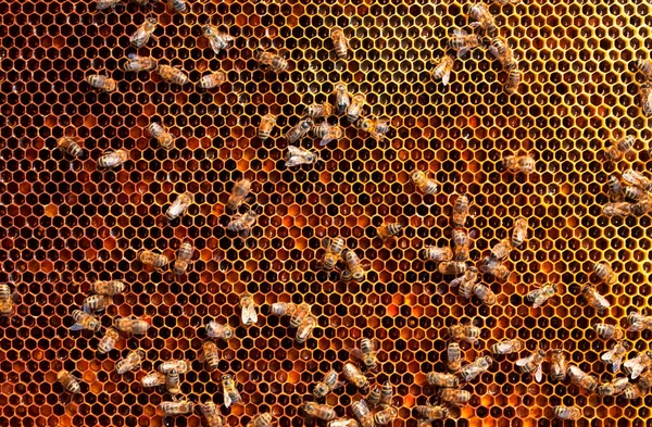 Bijen Werken Aan Honingraten Verzegelen Honing Abstracte Natuurlijke Achtergrond — Stockfoto
