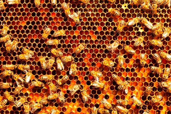 Včely Pracují Plástech Utěsňují Med Abstraktní Přírodní Pozadí — Stock fotografie