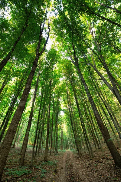 Vuile Weg Zomer Groen Bos Een Prachtige Natuurlijke Achtergrond — Stockfoto