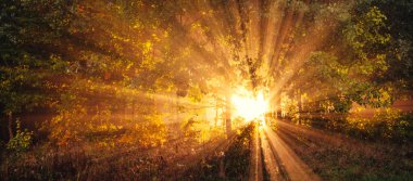 Gece ormanında ağaçların dalları arasında sihirli bir parıltı. Soyut doğal arkaplan.