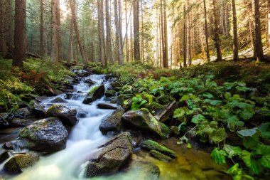 Bir dağ deresi, küçük çağlayan bir şelale. Harika bir dağ manzarası.