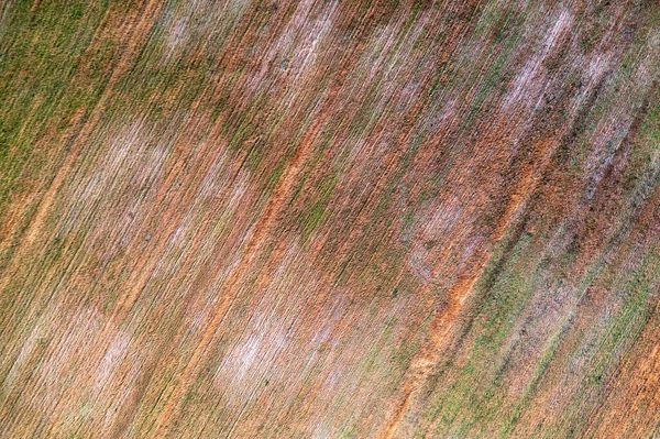 小麦因霜冻和疾病而受损 农作物因使用杀虫剂 除草剂或恶劣天气条件或疾病而被毁 — 图库照片