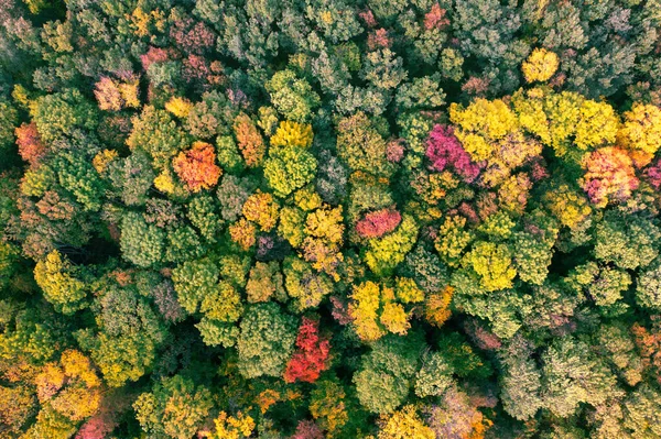 Φθινοπωρινό Δάσος Κίτρινα Κόκκινα Και Πράσινα Δέντρα Θέα Από Ψηλά — Φωτογραφία Αρχείου