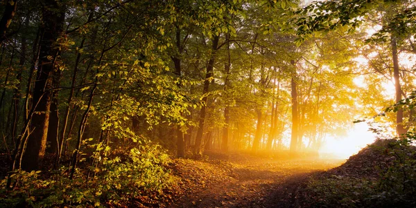 Рассвет Осеннем Лесу Грунтовая Дорога Ведет Закату Прекрасный Осенний Пейзаж — стоковое фото