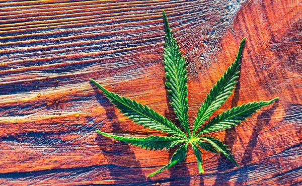 Orvosi Kannabisz Fából Készült Háttérrel Kender Egy Csodálatos Zöld Levél — Stock Fotó