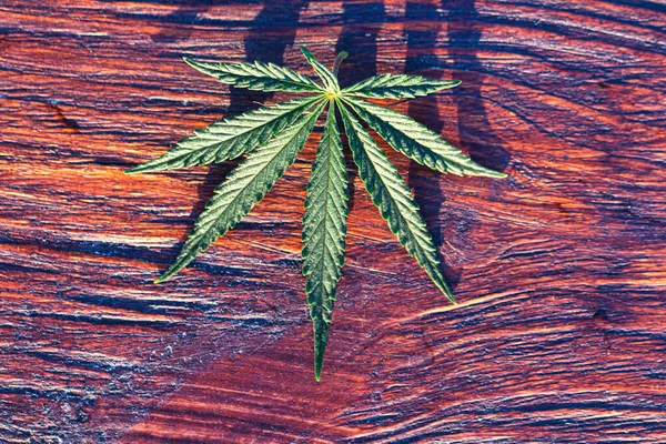 Cannabis Medica Uno Sfondo Legno Canapa Una Meravigliosa Foglia Verde — Foto Stock