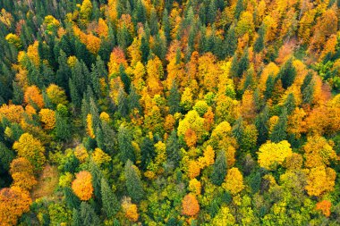 Sonbahar ormanı, sarı kırmızı ve yeşil ağaçlar. Yukarıdan bak. Soyut doğal arkaplan.