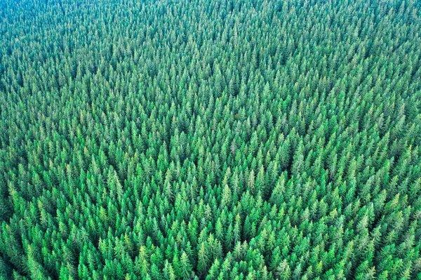 Green coniferous forest in the autumn forest. View from a height. Abstract natural background.