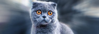 Scottish Fold cat. Portrait with defocused background. Close-up, selective focus.