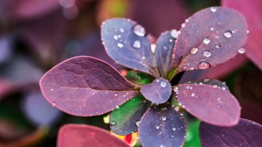 Juicy lush green grass on meadow with drops of water dew in morning light in spring summer outdoors close-up macro, panorama. Beautiful artistic image of purity and freshness of nature, copy space. Fresh air on a humid morning after rain.